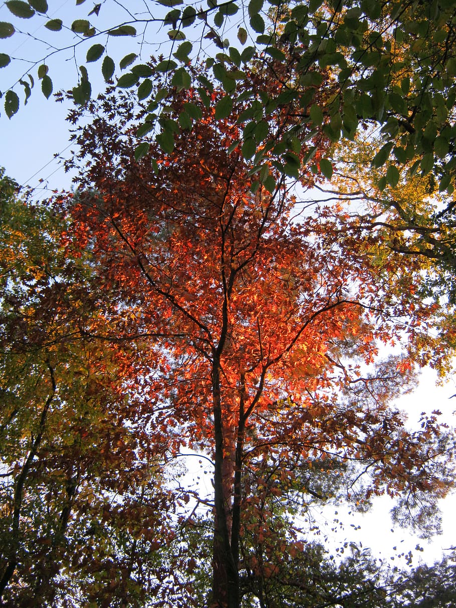 crown, evening sun, leaves, autumn, emerge, fall foliage, colors of autumn, HD wallpaper
