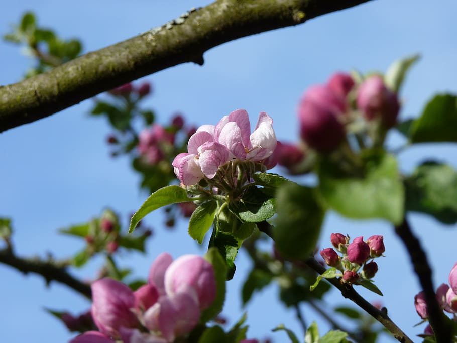 blossom, bloom, apple, spring, apple blossom, apple tree, nature HD wallpaper