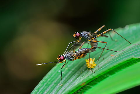 macro, insects, bugs, sexuality, born, animal themes, invertebrate HD wallpaper