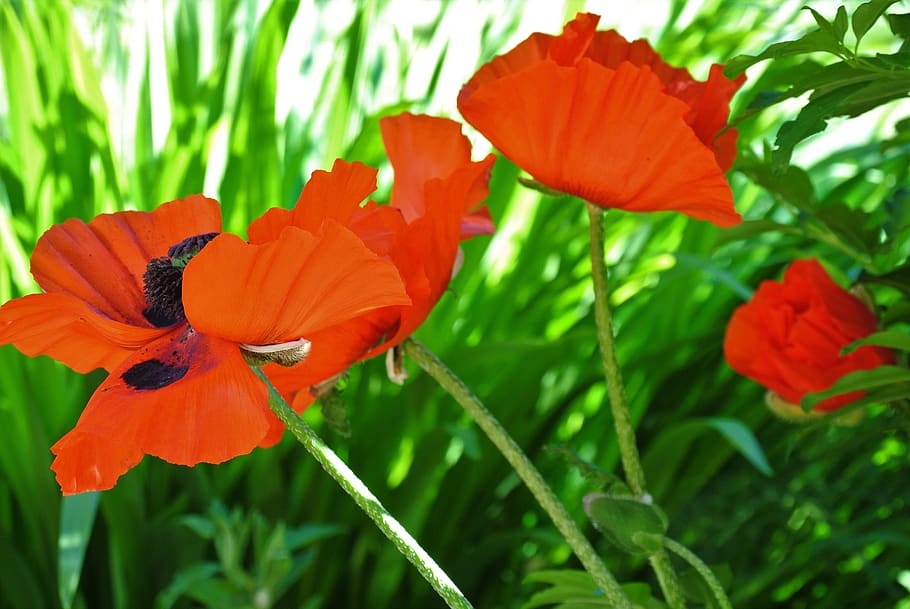 Red summer фото