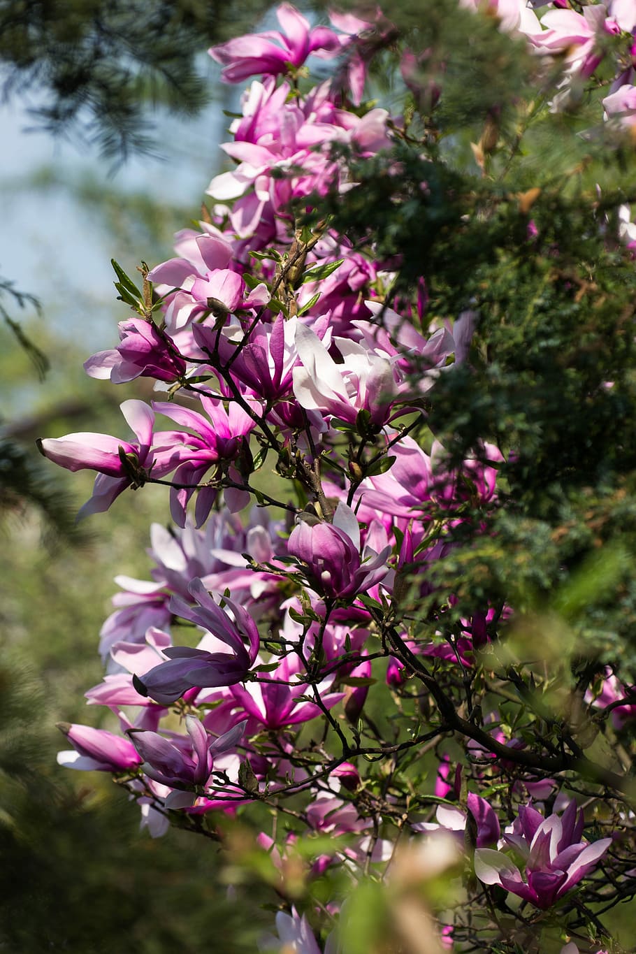 flower, magnolia, flowering plant, pink color, growth, fragility HD wallpaper
