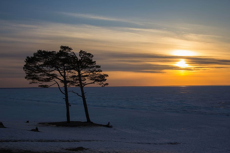 tree, trees, sunset, sky, clouds, sea, ice, snow, old tree HD wallpaper