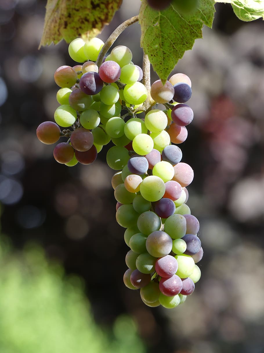 wine, grape, fruit, give, grapes, growth, food, focus on foreground HD wallpaper