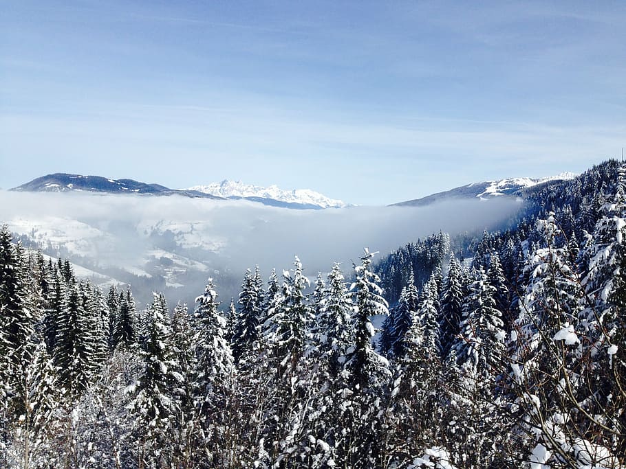 photo of snow-covered trees within mountain range during daytime HD wallpaper
