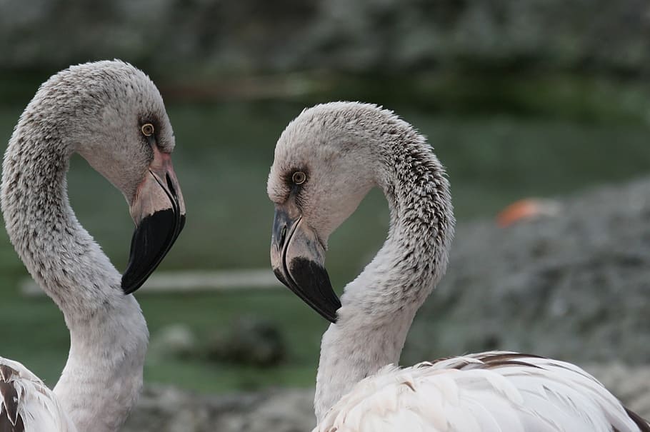 flamingo, young, play, bird, nature, wildlife, animal, feather HD wallpaper
