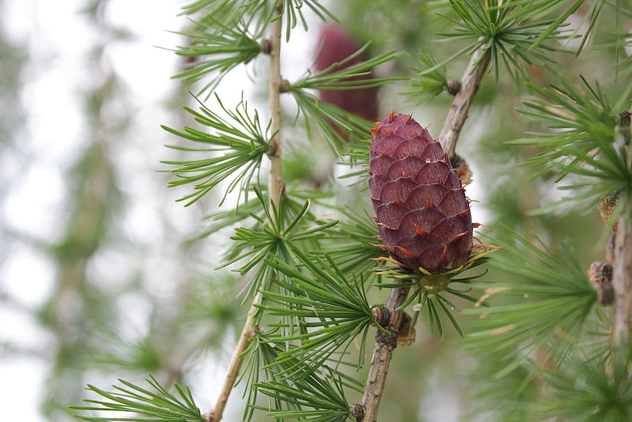 Tree, Pinecone, Nature, green, plant, wood, seasonal, pine tree HD wallpaper