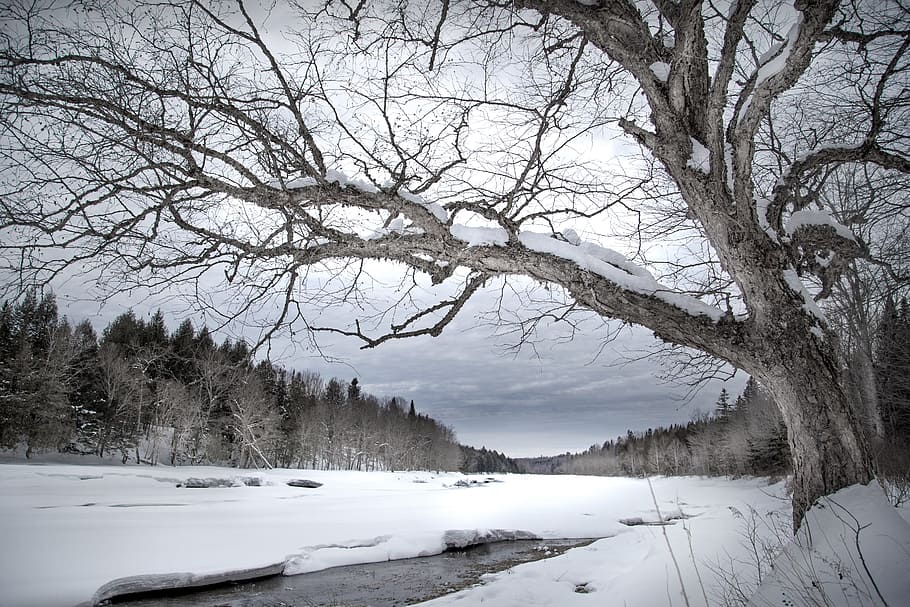 winter, snow, tree, cold, frozen, frost, ice, landscape, wood HD wallpaper