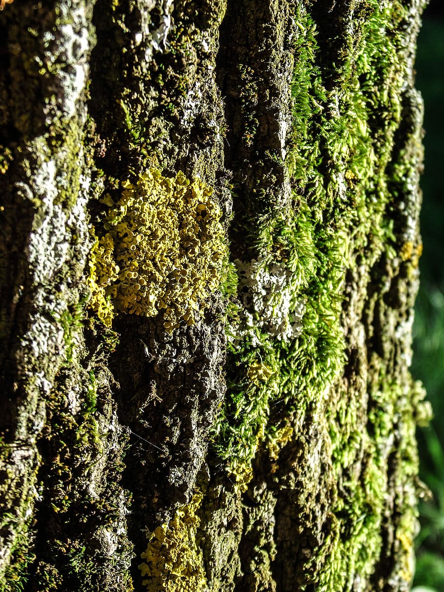 Tree, Log, Bark, Wood, Moss, Tribe, mushroom, green, brown HD wallpaper