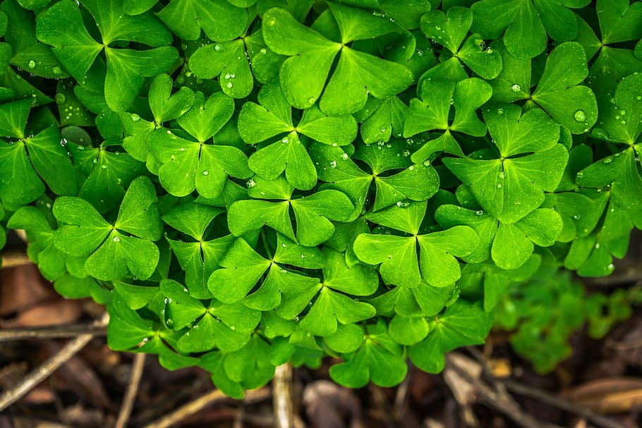 close-up photo of green plants with dew drops, leaf, nature HD wallpaper