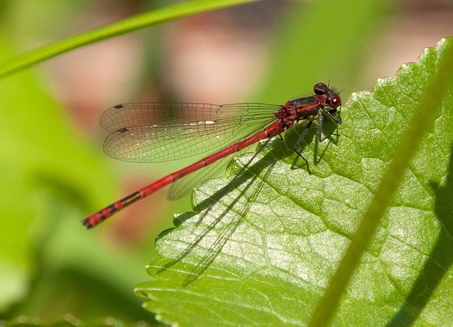 Dragonfly, Insect, Close, adonis dragonfly, animal themes, animals in the wild HD wallpaper