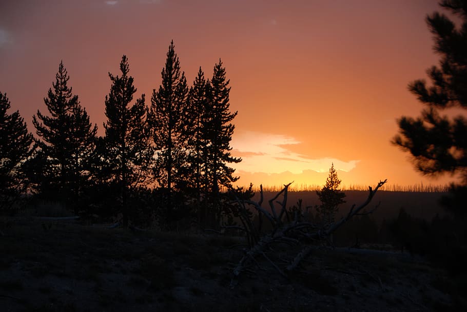 Sunset, Trees, Silhouette, Mood, Sky, night, dark, darkness HD wallpaper