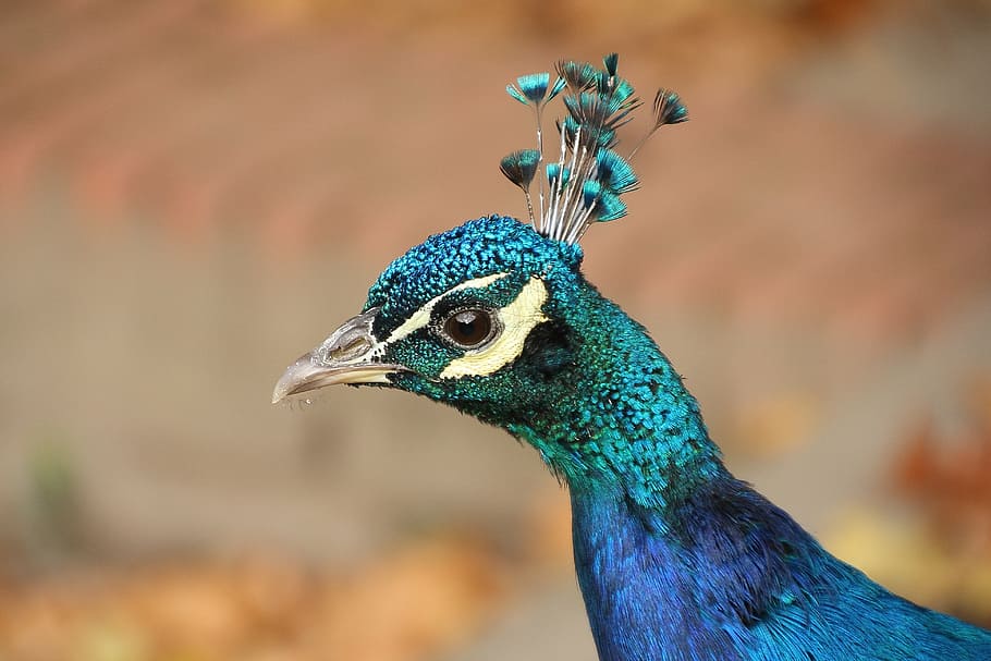 peacock head in macro shot photography, animal, bird, nature, HD wallpaper