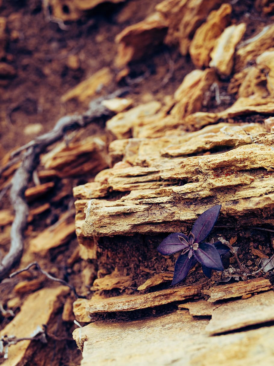 Rock flower. Фиолетовые цветы на камнях Карелия. Фильм про цветок из камня. Растение на скале вертикальное фото. Mountain roots.