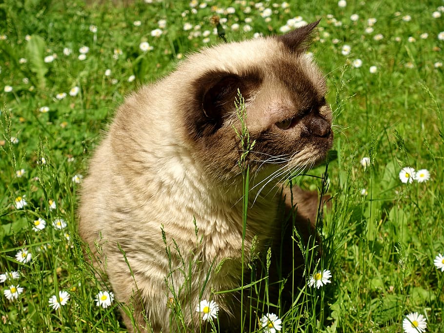Siamese cat sitting on grass, british shorthair, cute, portrait