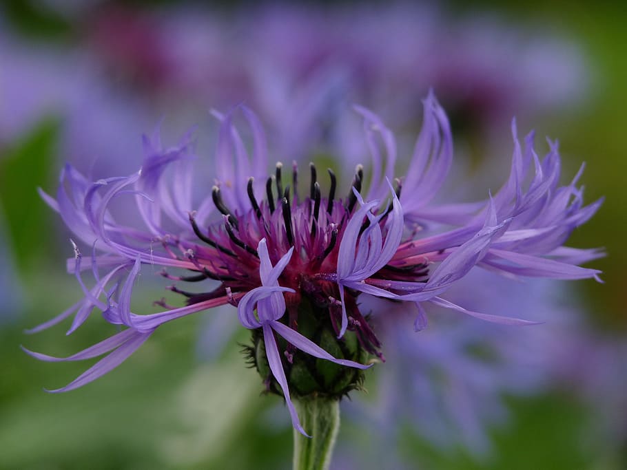 corn, flower, blue, flowering plant, fragility, vulnerability HD wallpaper