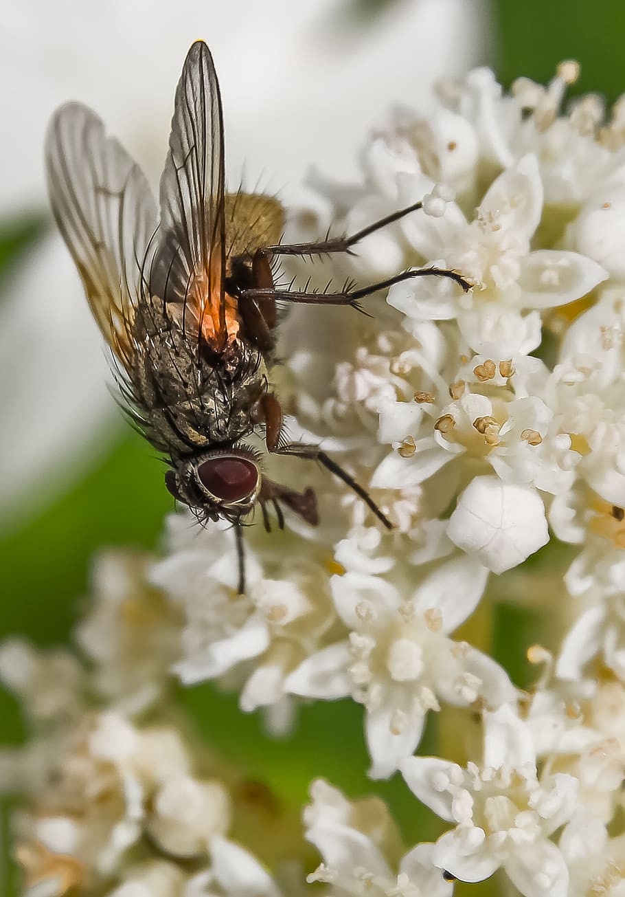 fly, hydrangea, white flower, insect, plant, nature, animal HD wallpaper
