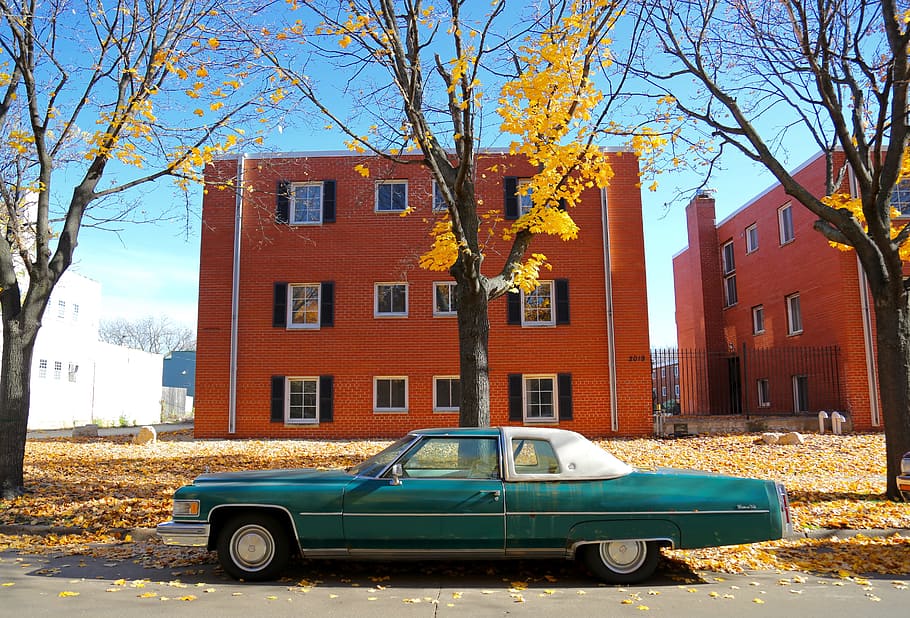 green and white coupe near tree at daytime, teal muscle car park in beside bare tree