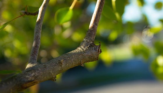 closeup photo of brown tree branch, pruning, cut, plant, nature HD wallpaper