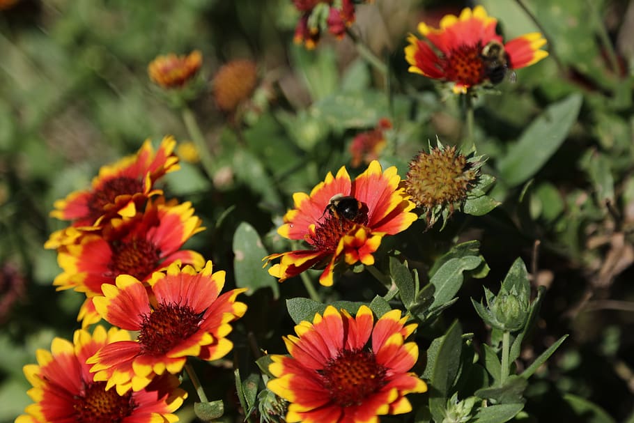 flowers, bees, garden, flowering plant, vulnerability, fragility HD wallpaper