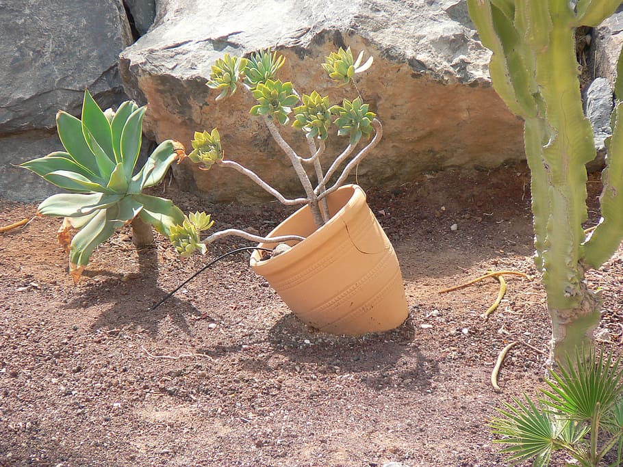 sand, pot, plant, still life, garden, nature, growth, day, no people