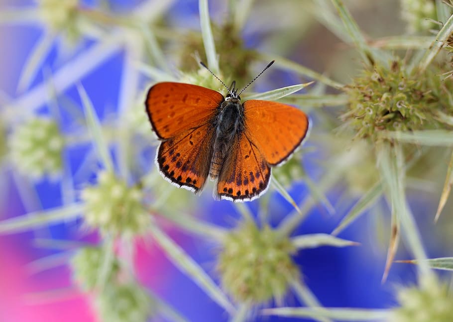 butterfly, red, insecta, wings, nature, coloring, flower, invertebrate HD wallpaper