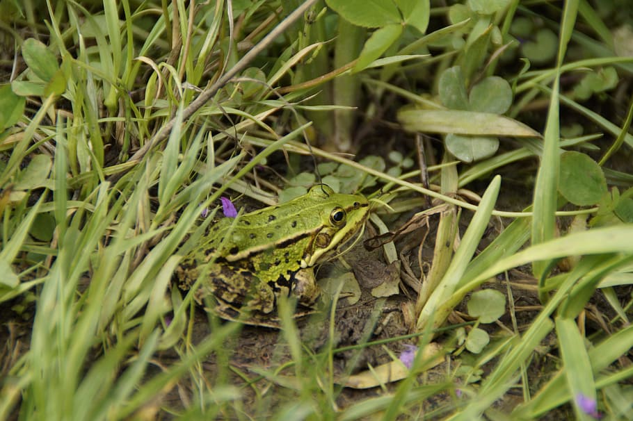Tree Frog, Grass, Meadow, green, amphibian, small, animal, sit HD wallpaper