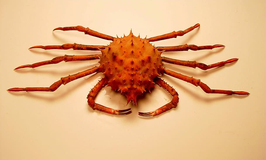 Inflated spiny crab -- Rochinia crassa, crustacean, photos, marine, HD wallpaper