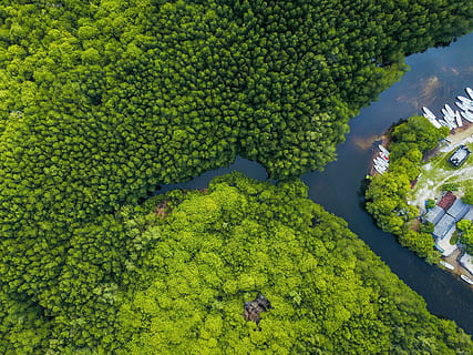 aerial shot of body of water surrounded by trees, aerial view of forest with body of water HD wallpaper