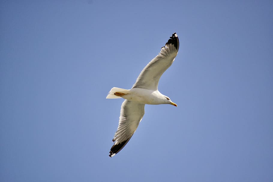 Bird, Sky, Blue, Fly, Nature, flying, pigeon, business, success HD wallpaper