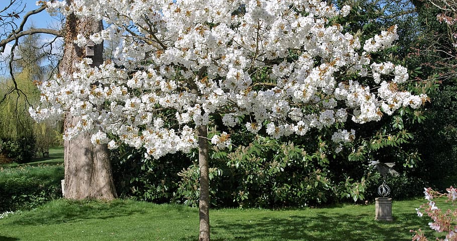 tree, blossom, garden, cherry tree, plant, flowering plant HD wallpaper