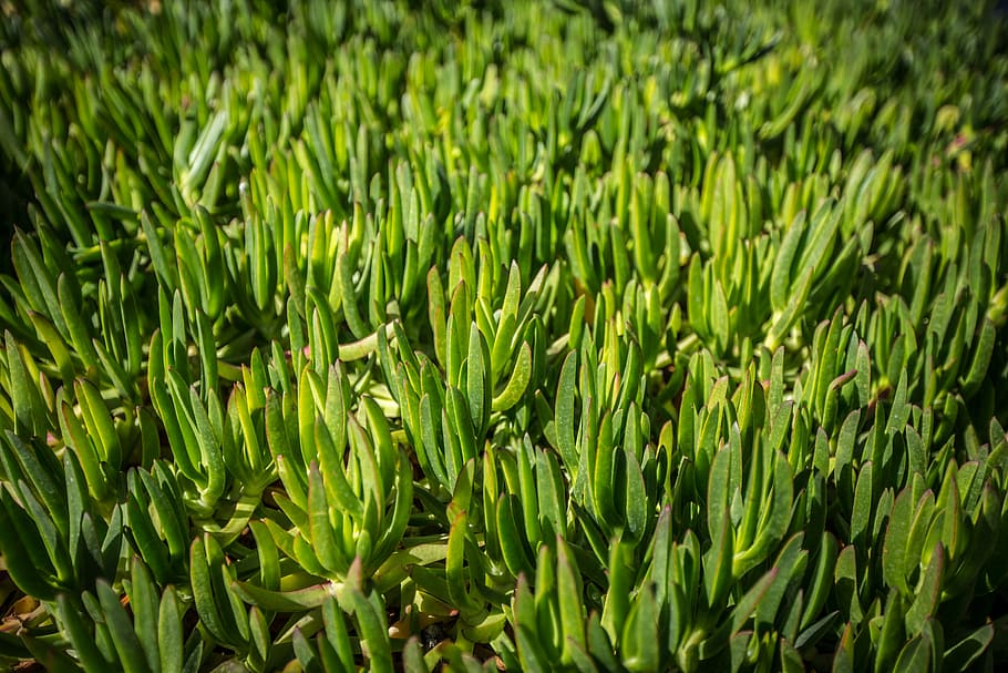 grass, green, nature, macro, wild herbs, calm, green color HD wallpaper