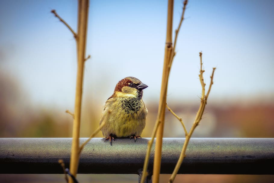 sparrow, bird, close, foraging, plumage, nature, animal themes HD wallpaper
