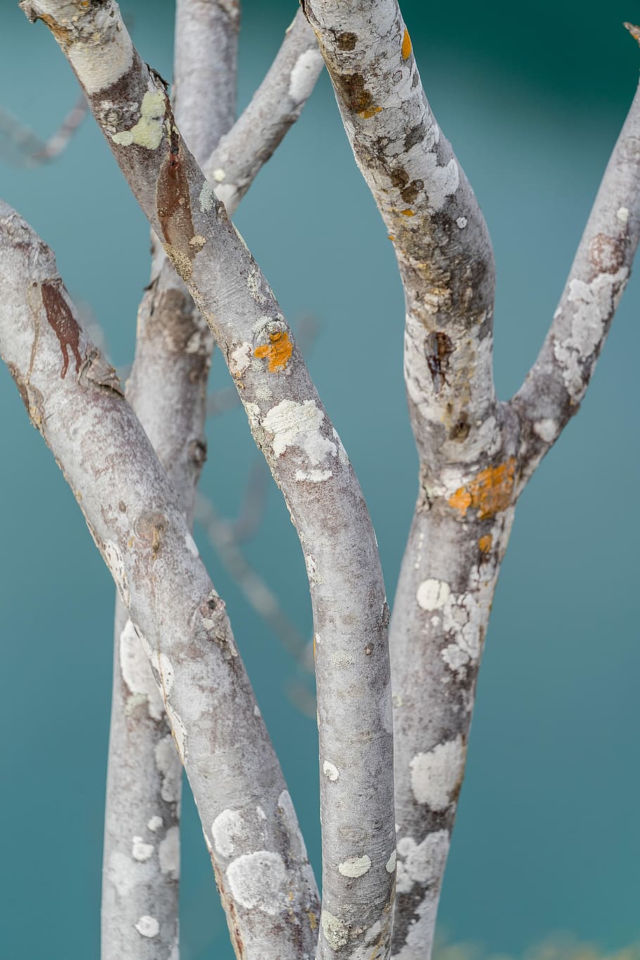 gray tree branches, closeup photo of tree branch, bark, trunk HD wallpaper