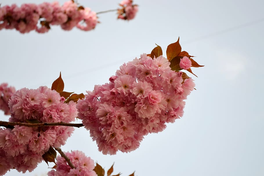 flowering cherry, sakura, flowering plant, pink color, fragility HD wallpaper
