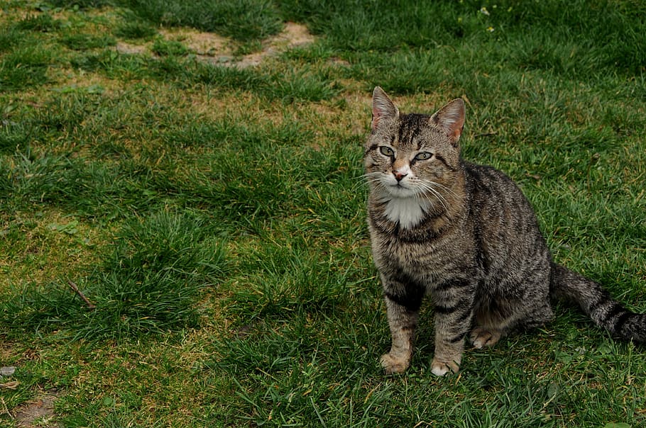 pet, cat, domestic, pets, mammal, grass, animal themes, domestic animals HD wallpaper