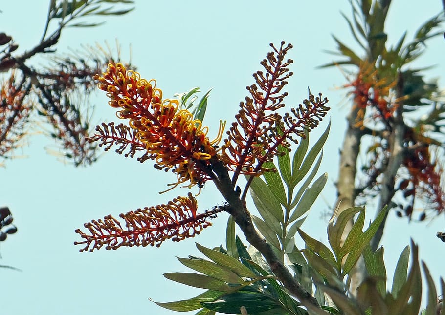 Silver Oak, Grevillea Robusta, flower spikes, tree, india, flora, HD wallpaper