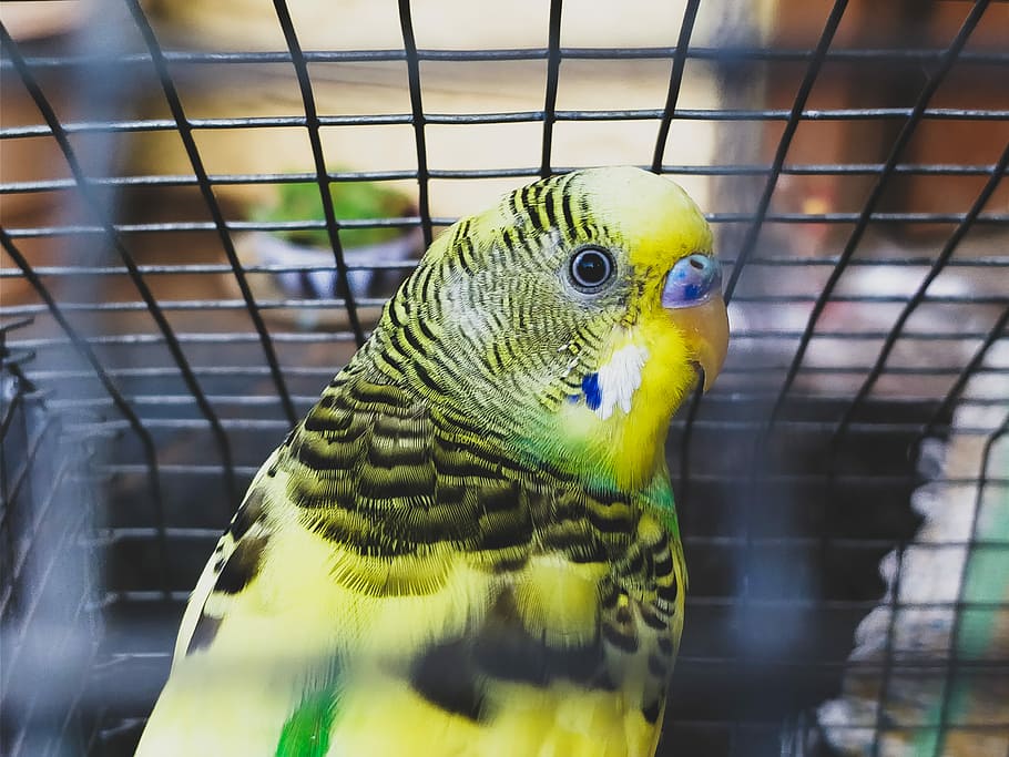 Love Bird Portrait, black, green, and yellow parrot in black metal cage, HD wallpaper