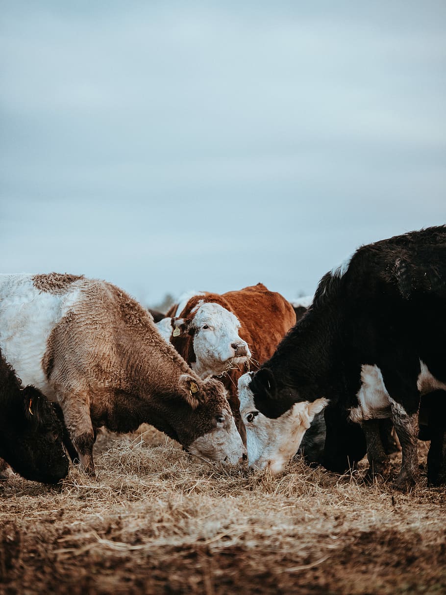 Cows grazing on a winters morning, group of cows on haystack fields HD wallpaper
