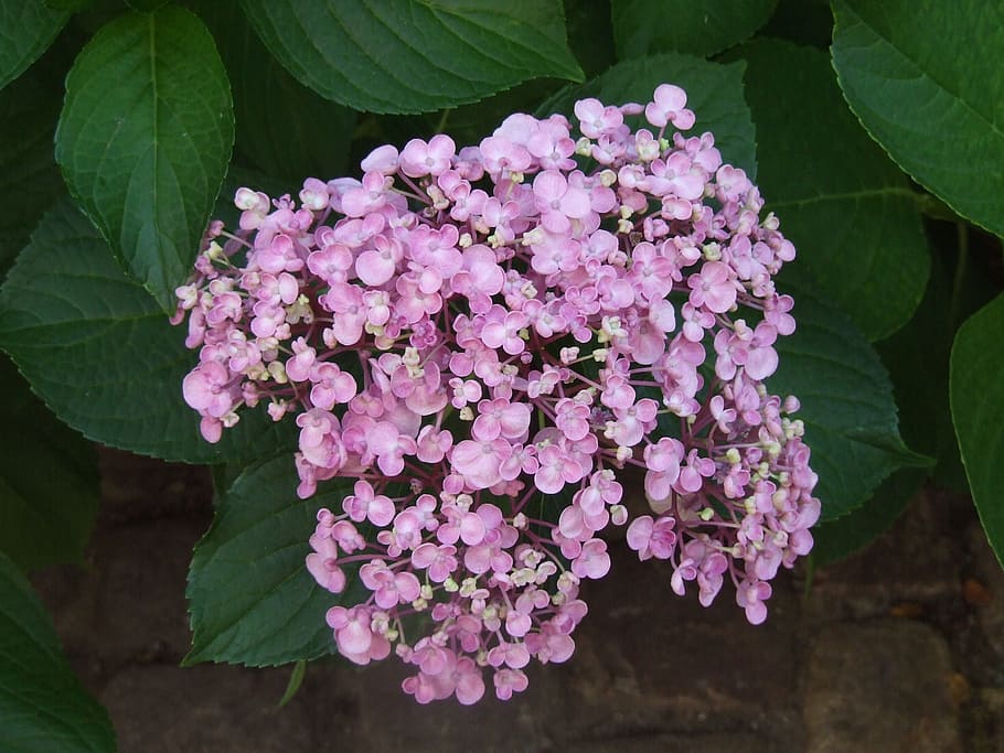hydrangea, bauer hydrangea, flowers, purple, summer flowers HD wallpaper