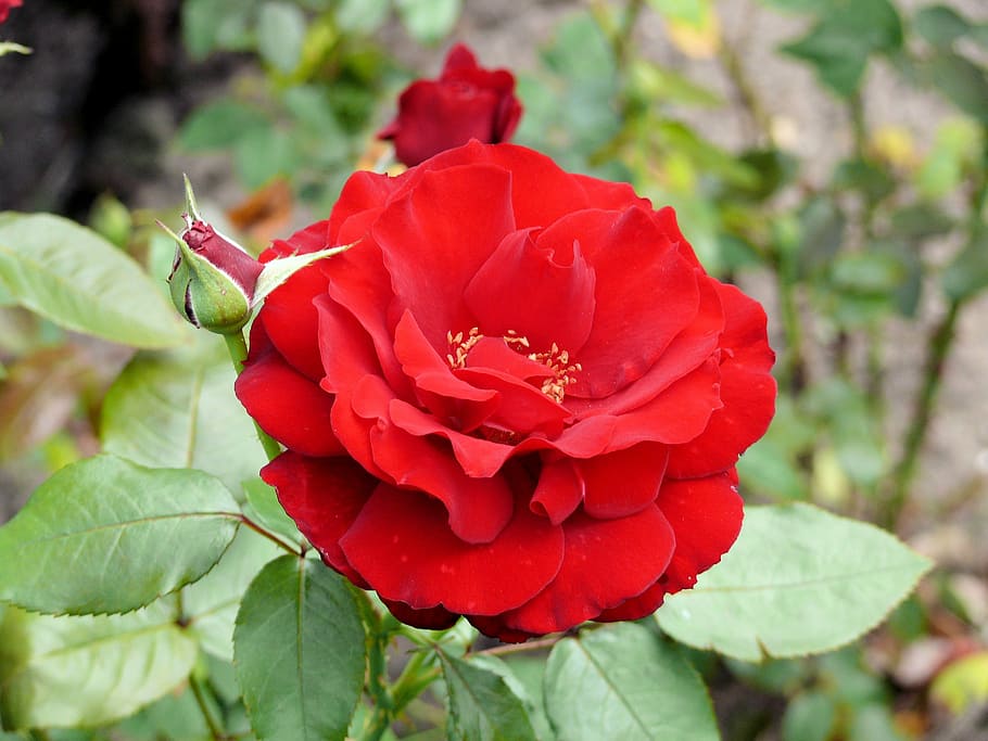 Rose, Red, Flower, Spring, Garden, petal, nature, beauty in nature HD wallpaper