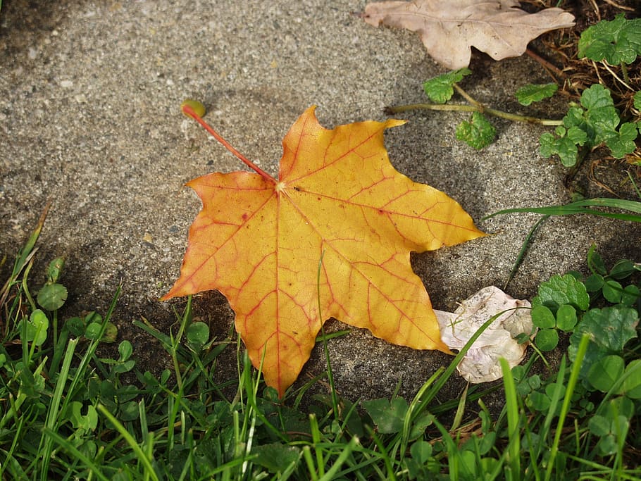 maple leaf, yellow, stone, autumn, plant, nature, plant part HD wallpaper