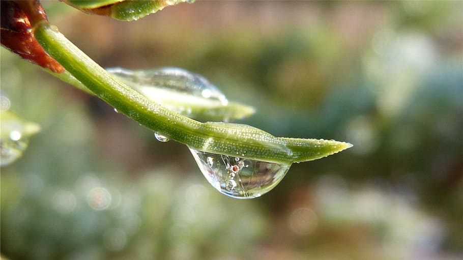 macro, dew drop, nature, water, focus on foreground, close-up HD wallpaper