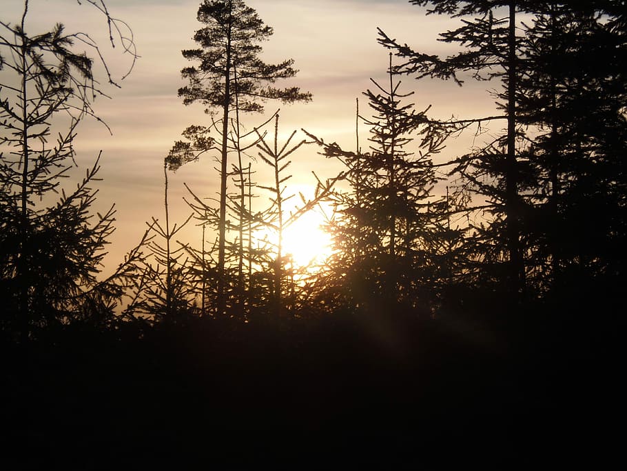 Evening, Sunset, Woods, Forest, Trees, nature, landscape, sunlight HD wallpaper