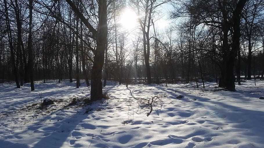 winter forest, trees, snow, landscape, nature, winter landscape HD wallpaper