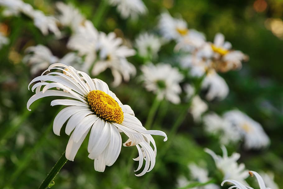 daisy, summer, postcard, closeup, flowers of the field, nature, HD wallpaper