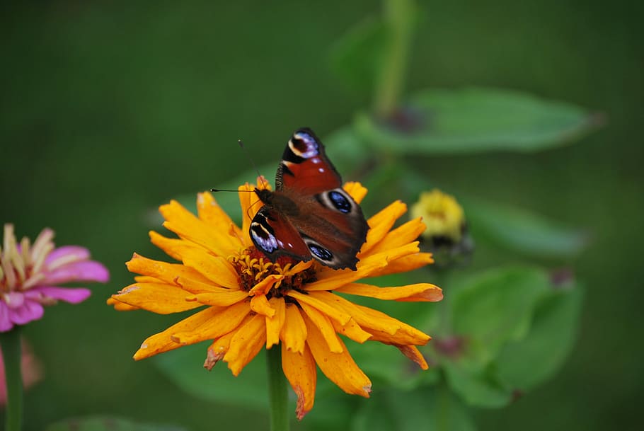 Blossom, Bloom, Macro, Flower, Close, butterfly, animals in the wild HD wallpaper