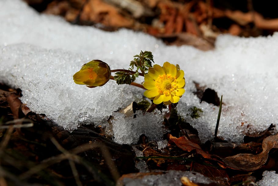 closeup photography of yellow petaled flower, snow, winter HD wallpaper