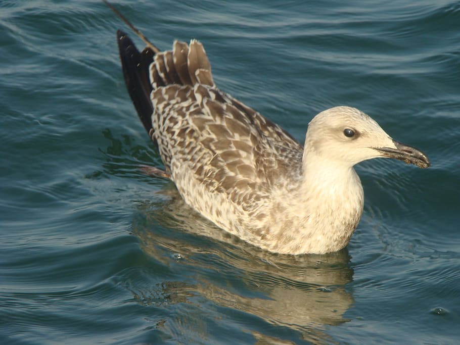 seagull, nature, bird, gulls, animal portrait, water, animal themes HD wallpaper