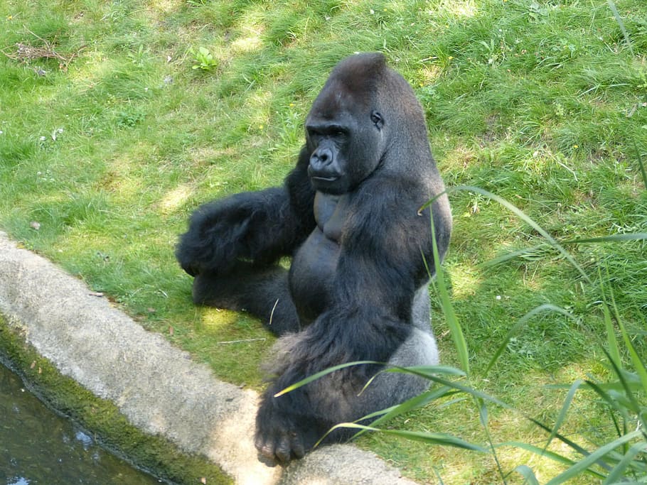 gorilla, monkey, animal, black, zoo, dominant, imposing, powerful