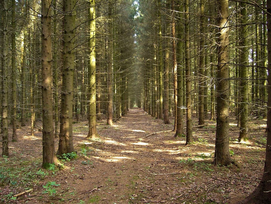 glade, forest path, mood, landscape, light, nature trail, walk HD wallpaper
